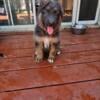 AKC long coat blue German Shepherd pups