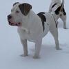 🌟 Two Beautiful American Bully Females – 3 Years Old 🌟