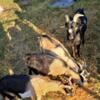 Nigerian dwarf pygmy goats