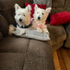 AKC Female and male west highland white terrier