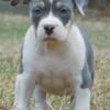 XL American Bully Pups