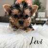 Yorkie puppies Yorkshire terrier
