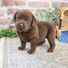 Labrador Puppy - Scott