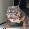 Bully male open for stud 936-661-4545