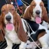 1 Bassett Hound pup remains,  6 months old, male Pup, purebred