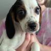 AKC Standard Beagle Puppies