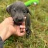 AKC Labrador Retrievers - Dilute -English