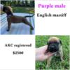 Akc mastiff puppies for sale