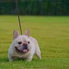 Girthy Cream French Bulldog (Head and Body)