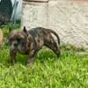 Merle Male!!! American Bully Pup!!