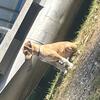 Great Dane Great Pyrenees