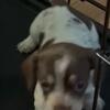 Female dachshund puppy
