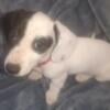 Female black piebald dachshund puppy