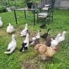 Ancona,muscovy,Pekin ducks n ducklings