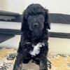 AKC Standard Poodle Female