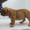 American Bully puppies