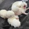 4 Adorable Ragdoll Kittens- Blue and Seal Bicoloured