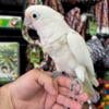 Goffins Cockatoo baby hand fed