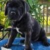 Clean Cut Cane Corso Puppies!