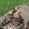 Barn kittens