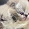 Persian kittens, CFA registered males and females available