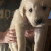 Akc golden retriever English cream puppys