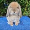 Black Fox Holland Lop (1)