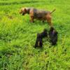 Akc Airedale terrier puppies needing new homes