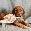 Irish doodles puppies