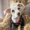 Mini bull terrier chihuahua boys 