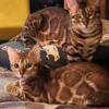 Bengal kitten looking for new home