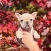 Ralphie- Cream Male- Ky- French Bulldog- For SAle