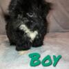 Fee reducedShih Tzu ckc registered male