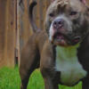 American Bully STUD