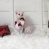Christmas Devon Rex Kitten