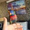 1 years old female Lorikeet