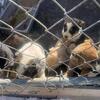 Shepherd-Husky cross