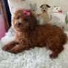 Minnie Poodle Female For Sale