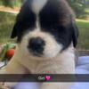 Females Saint Bernard puppies