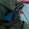 Black Beauty Male Sugar Glider 