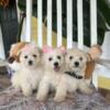 Bichon puppies male and female