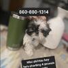 Mini shihtzu 