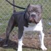 XL AMERICAN BULLY STUD