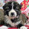 Chicago English Shepherd Puppies. Super Smart!!!