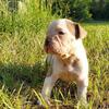 Mini English Bulldog