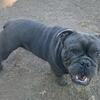 Male and female American bullies