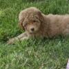 Toy/mini poodle puppies for sale