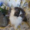 SOLD! Scottish fold Persian nonstandard munchkin