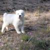 AKC Central Asian shepherd puppies for sale (8 weeks old) -