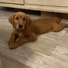 Female golden retriever puppy